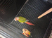 Pair of conures male and female