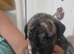 Prsea canario pups for sale