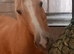 14.1hh palamino gelding