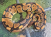 ball pythons for sale