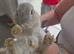 Baby bunnies