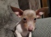 Jack Russell puppies