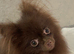Beautiful chocolate Pom