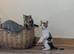 Kittens