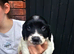Kc reg pups