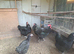 Jersey Giant hens.......hatching eggs