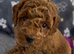 KC Registered Red Toy Poodle Puppies - DNA Health Tested Parents