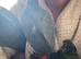 African greys for sale