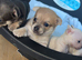 Miniature chihuahuas **2 boy left**