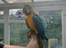 2x BABY B&G MACAWS!