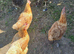 Chickens