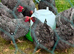 Barred Plymouth rocks hatching eggs