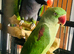 Baby Derbyan talking Parrot