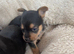 Yorkshire terrier x