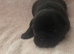 Stunning DWKC Registered English Bulldog Puppies last 2 girls