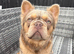 Fluffy French Bulldog stud