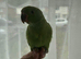 beautiful baby Green Indian Ringnecks Handreared