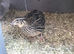 3 10 WEEK OLD FEMALE COTURNIX QUAILS