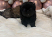 Pekingese puppies