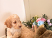 Gorgeous F1B Cockapoo puppies ready now