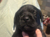 Labrador cross drug ( frenchie x pug