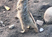 Baby meerkats