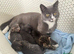 Male kittens ready now