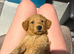 Cockapoo puppies for sale