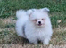 Pomeranian x shitzu. Boy. Fully vacinated. Ready to go