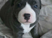 3 lovely puppy's left