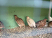 3 x male quails