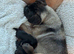 Gorgeous Pug Puppies