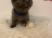 Kittens British shorthair