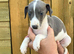 Italian x whippet