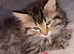 2 Maine coon xl kittens