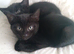Tabby black and brown stripes kittens