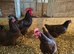 Rhode island red hatching eggs, &pound;15 per 6 eggs