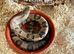 1.1 false water cobras