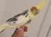 pair of 2025 cockatiels