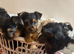 5 Yorkshire terrier puppies for sale*one boy left*