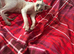 Sphnx kitten For sale