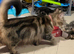 One female kitten left