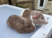 Baby guinea pigs ready now