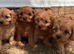 Stunning Cavapoo puppies