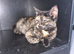 bengal torti female kitten