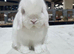 Beautiful Red Eyed White Mini Lop male