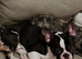 Black and white male French bull dog 1 year old