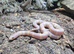 Lavender Albino Kind Snake at Birmingham Reptiles