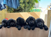 Beautiful springador puppies