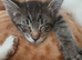 Stunning Siamese x Maine Coon Kittens - READY NOW